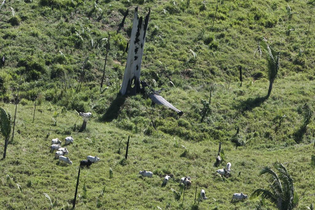 A carne vendida pelo grupo com origem na Amazônia corresponde a cerca de 30 a 40% do volume total comercializado pela organização | RJ/ZJ/STRINGER/BRAZIL