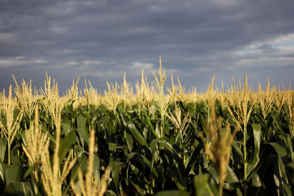Lavouras de milho safrinha foram prejudicadas pelo varanico no mês de abril | JONATHAN CAMPOS/JONATHAN CAMPOS