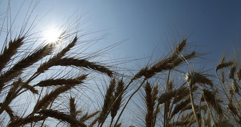 Ainda sobre o mês passado, itens agropecuários, como carne de boi, óleo de soja, trigo (foto), açúcar, milho, café, arroz e carne de porco, entre outros, caíram 3,88% . | Hugo Harada/Gazeta do Povo
