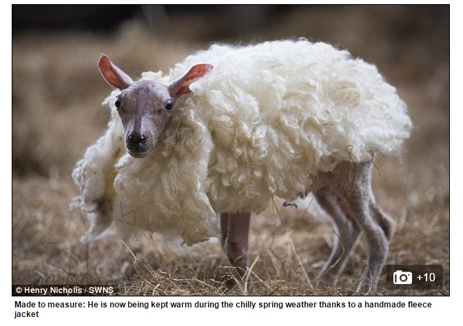 Jornal britânico Daily Mail publicou fotos do filhote , que nasceu totalmente sem pelos. | Reprodução/Daily Mail UK