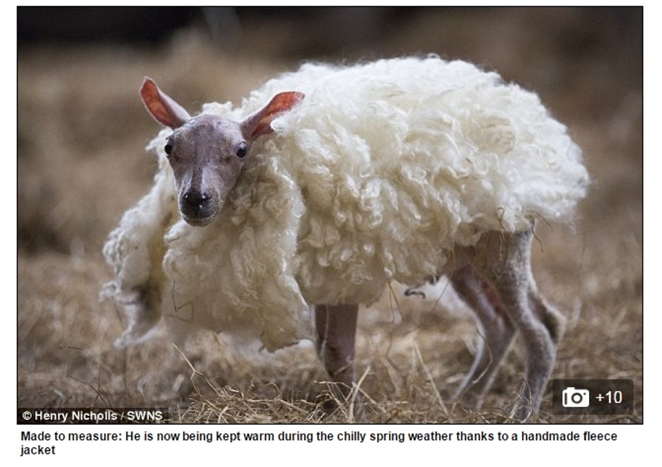 Jornal britânico Daily Mail publicou fotos do filhote , que nasceu totalmente sem pelos. | Reprodução/Daily Mail UK
