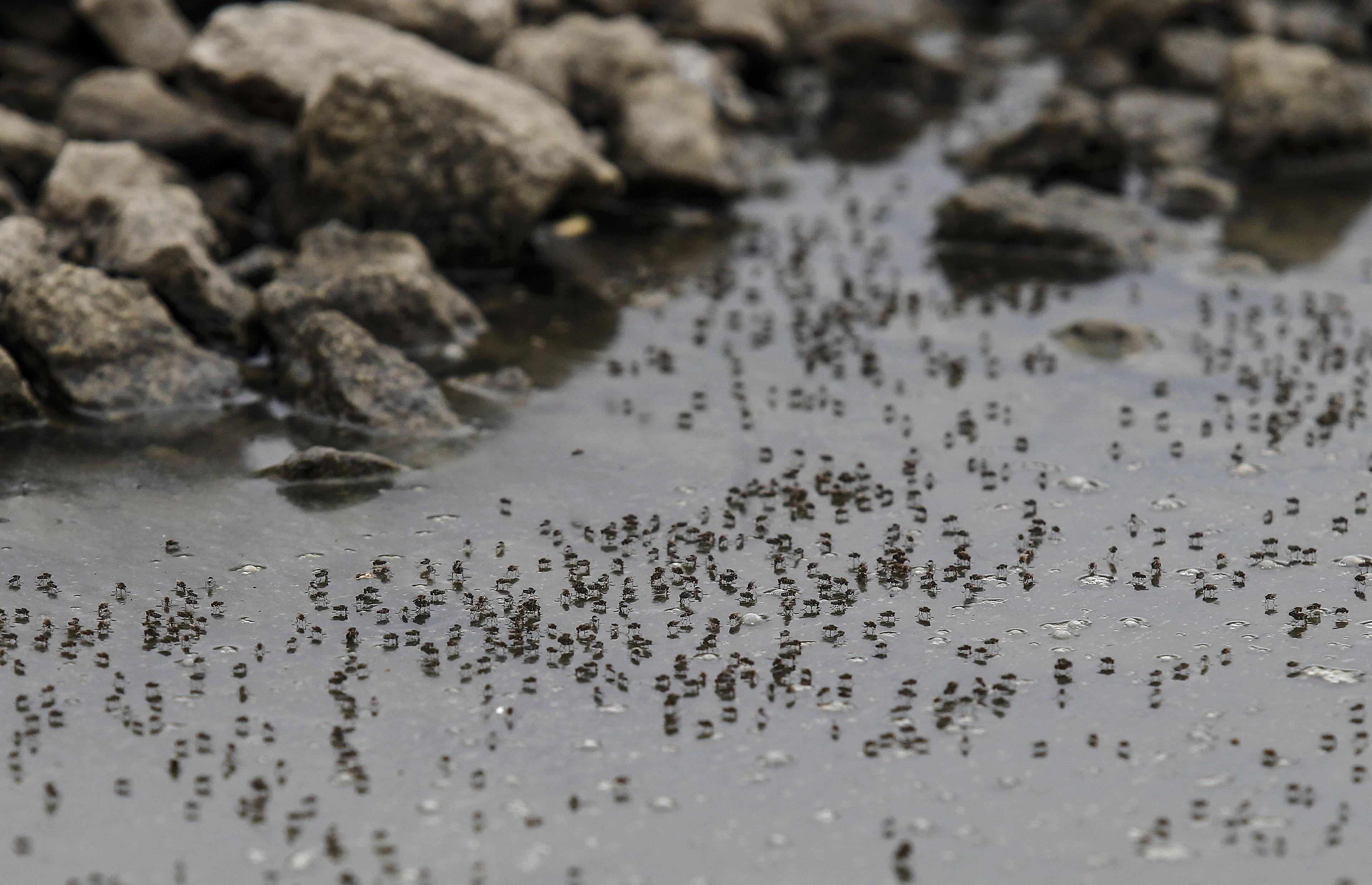 Focos de dengue na Ponta do Cajú, em Paranaguá | Jonathan Campos/Gazeta do Povo/Arquivo