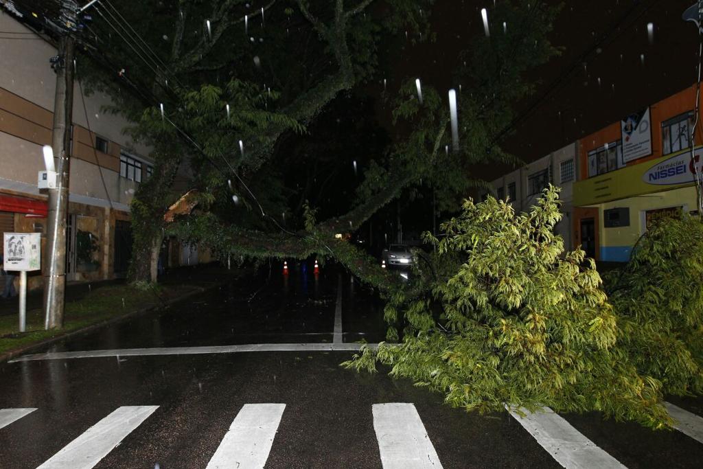Árvore caída na rua Coronel Dulcídio, no Água Verde | Antonio More/Gazeta do Povo