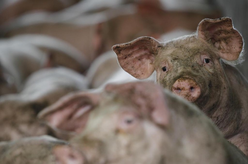 O Paraná é o terceiro estado que mais produz carne suína no Brasil | Jonathan Campos/gazeta