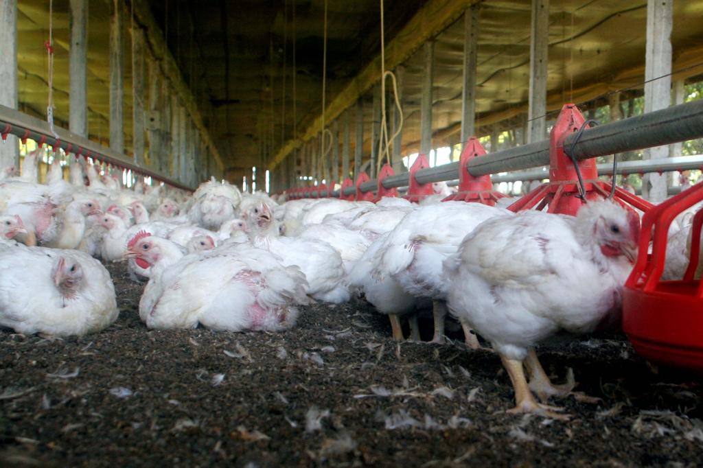 Todos os diagnósticos feitos pelo laboratório terão validade mundial, o que vai dispensar o envio de amostras para outros países | EDSON MAZZETTO/EDSON MAZZETTO