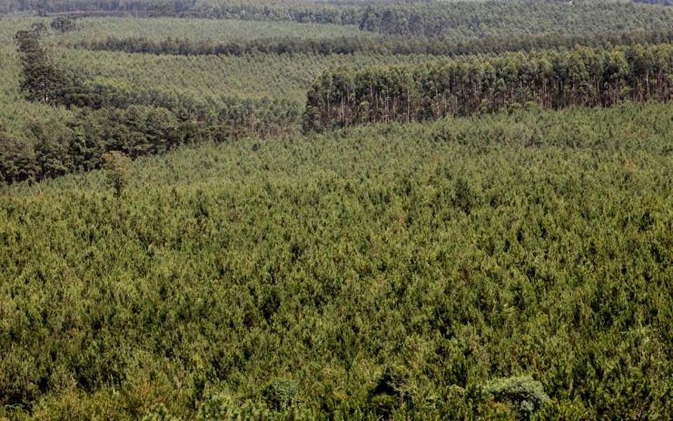 No acumulado dos quatro primeiros meses de 2016 , a produção de celulose atingiu 6 milhões de toneladas | Dirceu Portugal / Agencia de Noticiais Gazeta do Povo/Dirceu Portugal / Agencia de Noticiais Gazeta do Povo