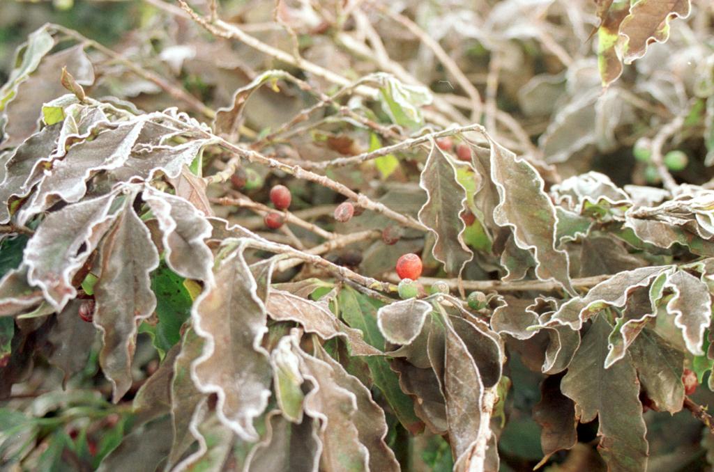 Assistência técnica observa que nos últimos anos outras áreas utilizam o Alerta Geada em suas atividades | ARQUIVO - GAZETA DO POVO/GAZETA