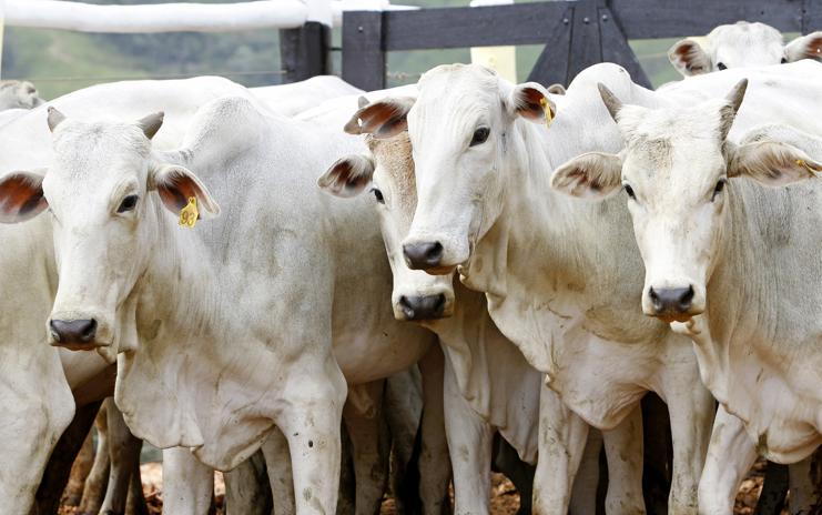 A estimativa do governo é que existam 4,1 milhões de cabeças na faixa etária de até 24 meses no PR e que 95% sejam vacinadas | Antônio More / Agência de Notícias Gazeta do Povo