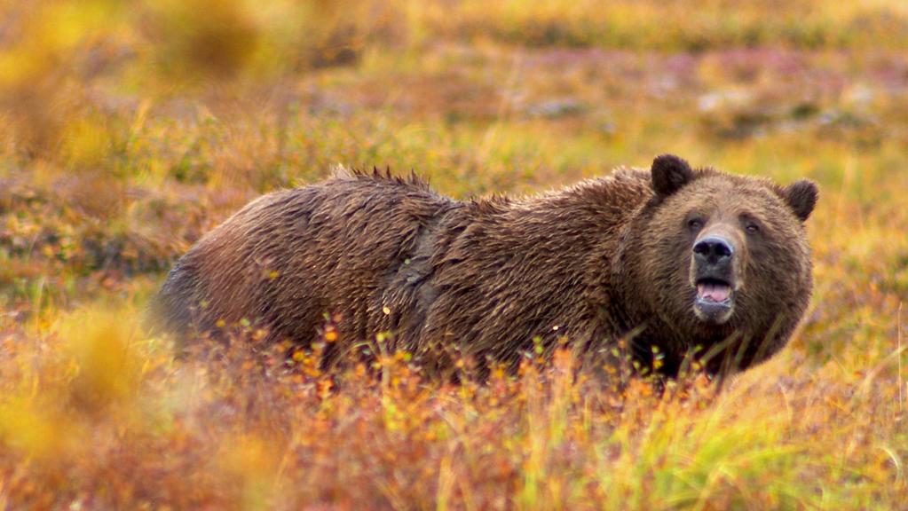 O urso pardo é uma das marcas de Yellowstone. | /