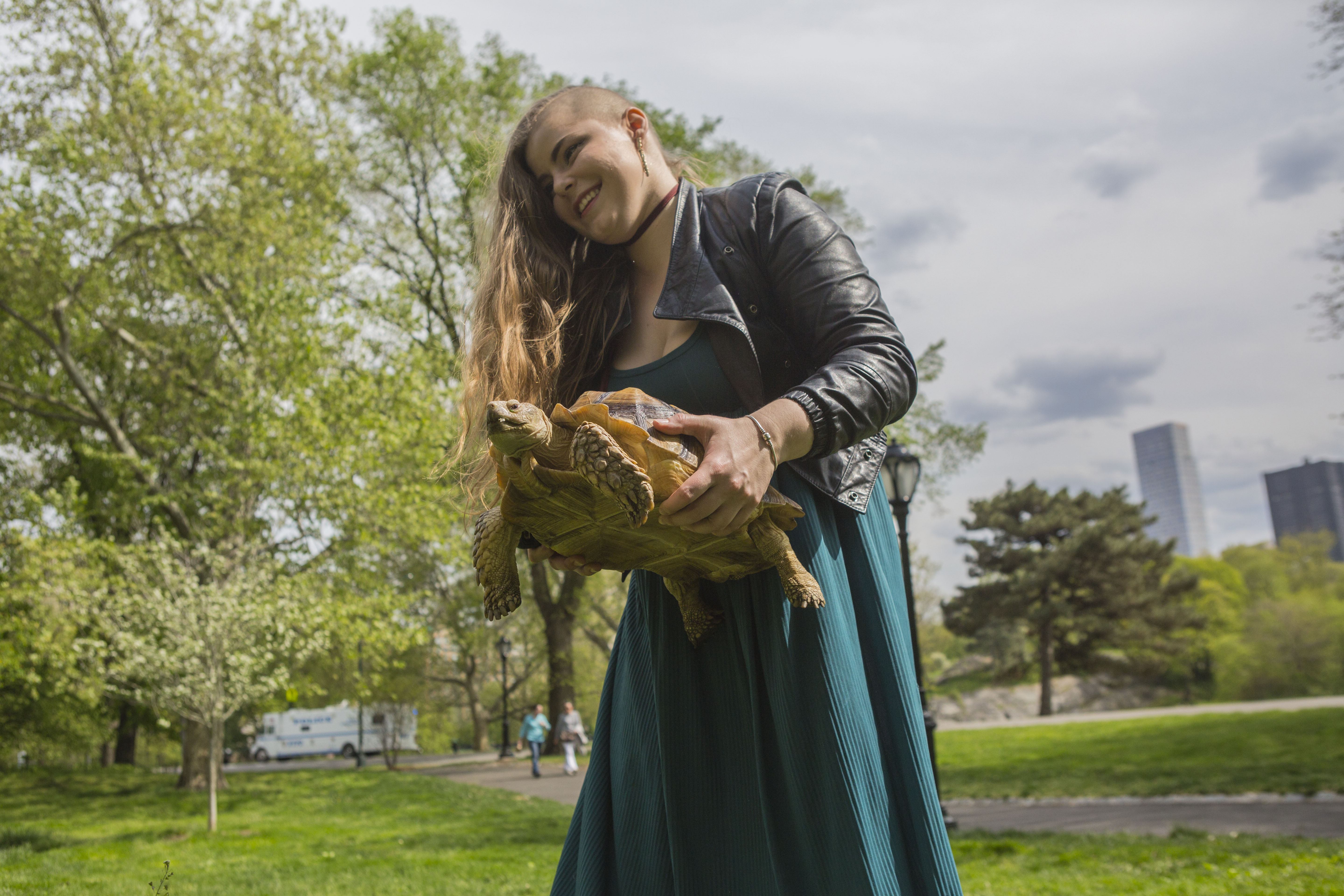 Amalia recebe US$ 10 por hora para levar tartaruga passear | HIROKO MASUIKE/NYT