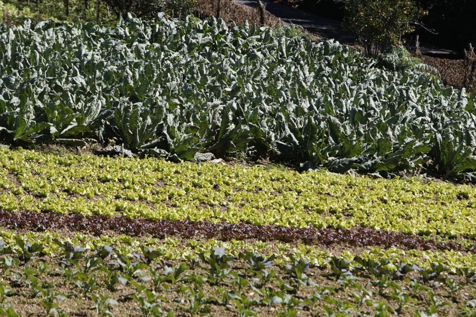 Frio intenso em várias regiões do país deve influenciar a inflação, colocando risco de alta nas projeções para o Índice Nacional de Preços ao Consumidor Amplo (IPCA) de 2016 | Antônio More/Gazeta do Povo