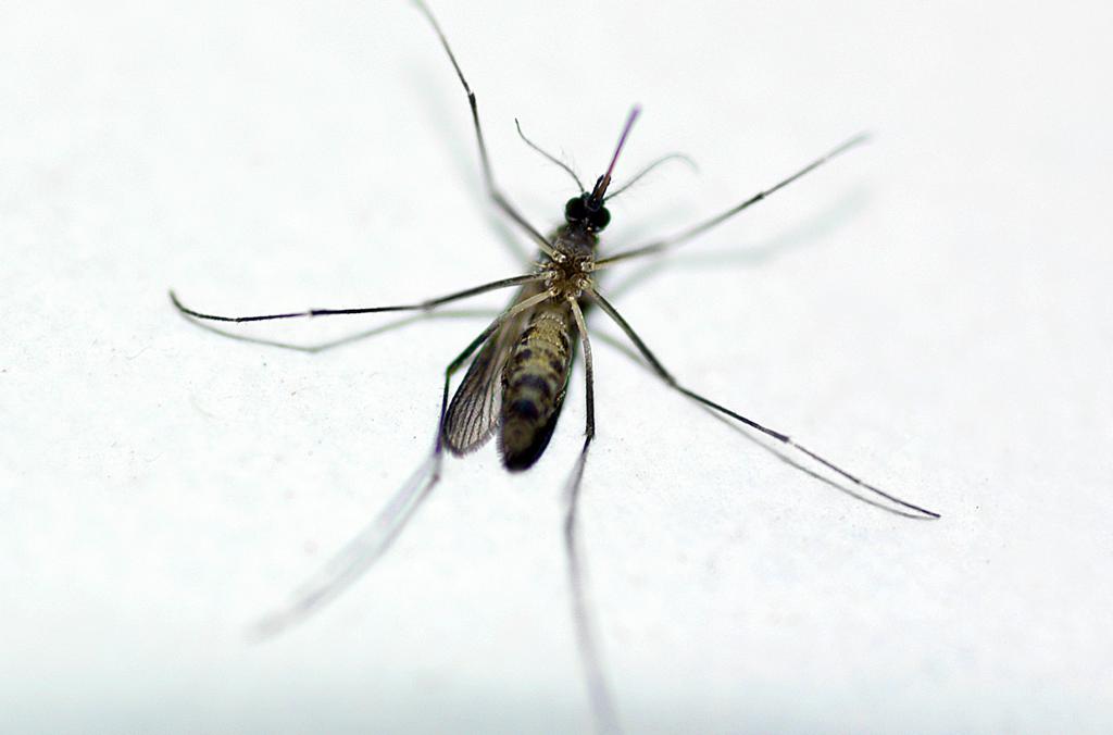  | Raul Santana/Fiocruz Imagens