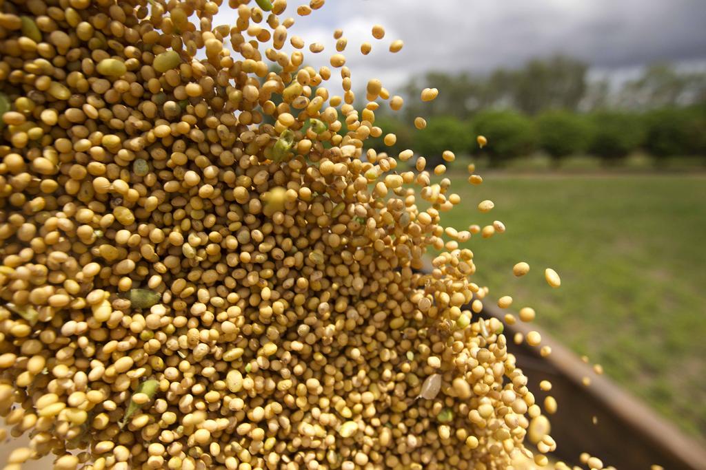 A cotação da oleaginosa superou os R$ 97 por saca, mas voltou a cair pressionada por previsão de clima favorável às lavouras nos EUA | JONATHAN CAMPOS/GAZETA DO POVO