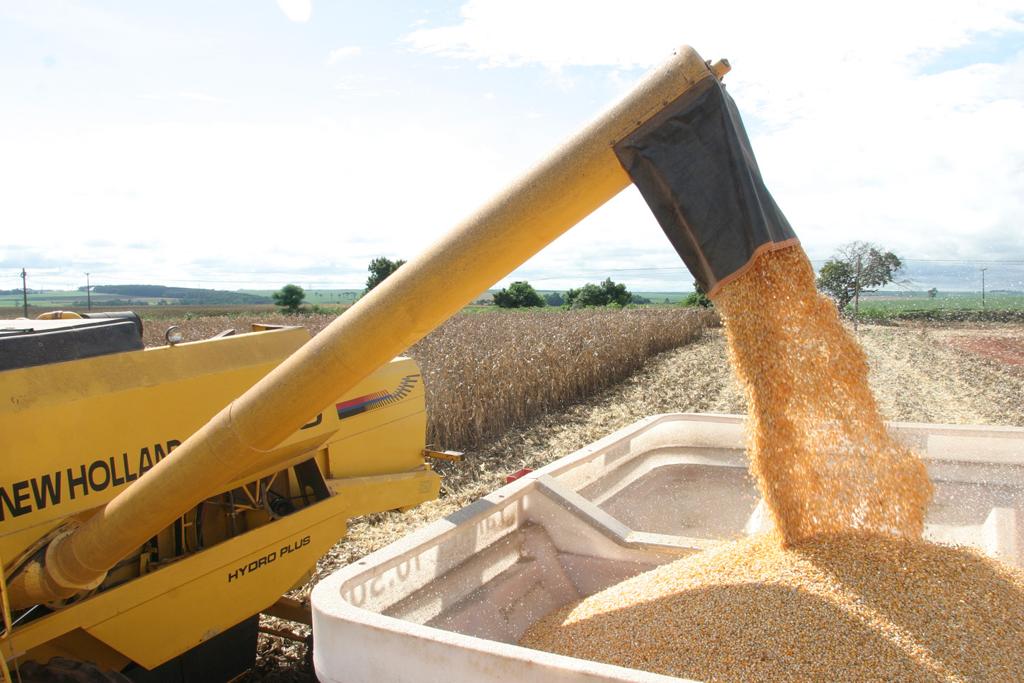 No final de maio o Governo já havia autorizado a venda em balcão de 162 mil toneladas de milho para beneficiar pequenos produtores das regiões Sul e Nordeste | DIRCEU PORTUGAL/DIRCEU PORTUGAL