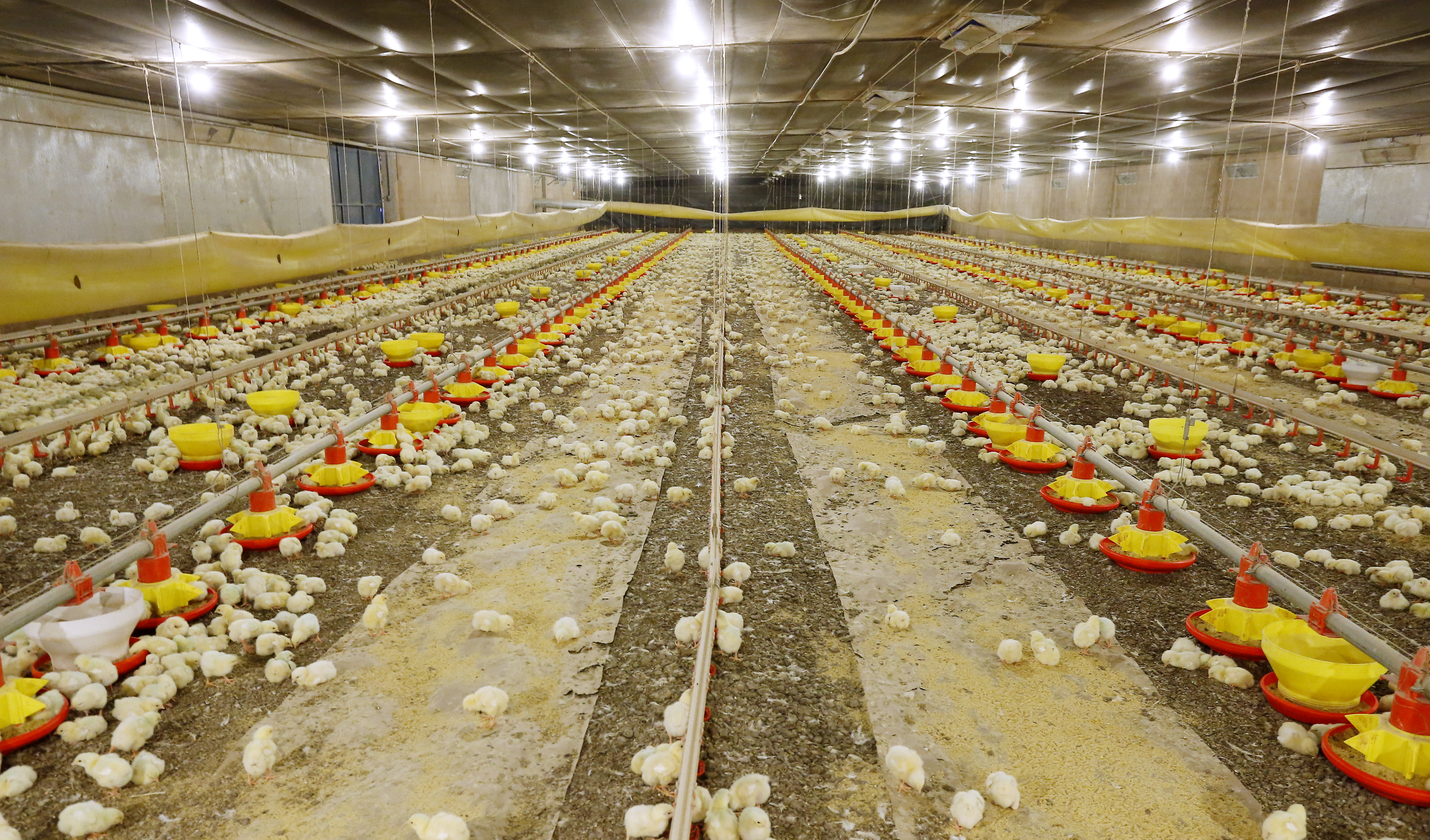 | Hugo Harada/Gazeta do Povo