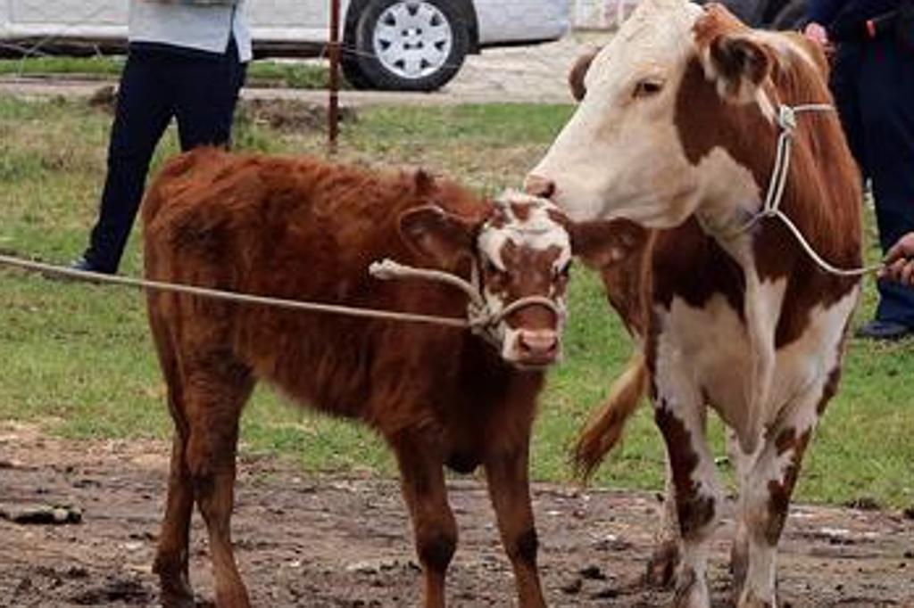 | Valdecir Galor/SMCS/