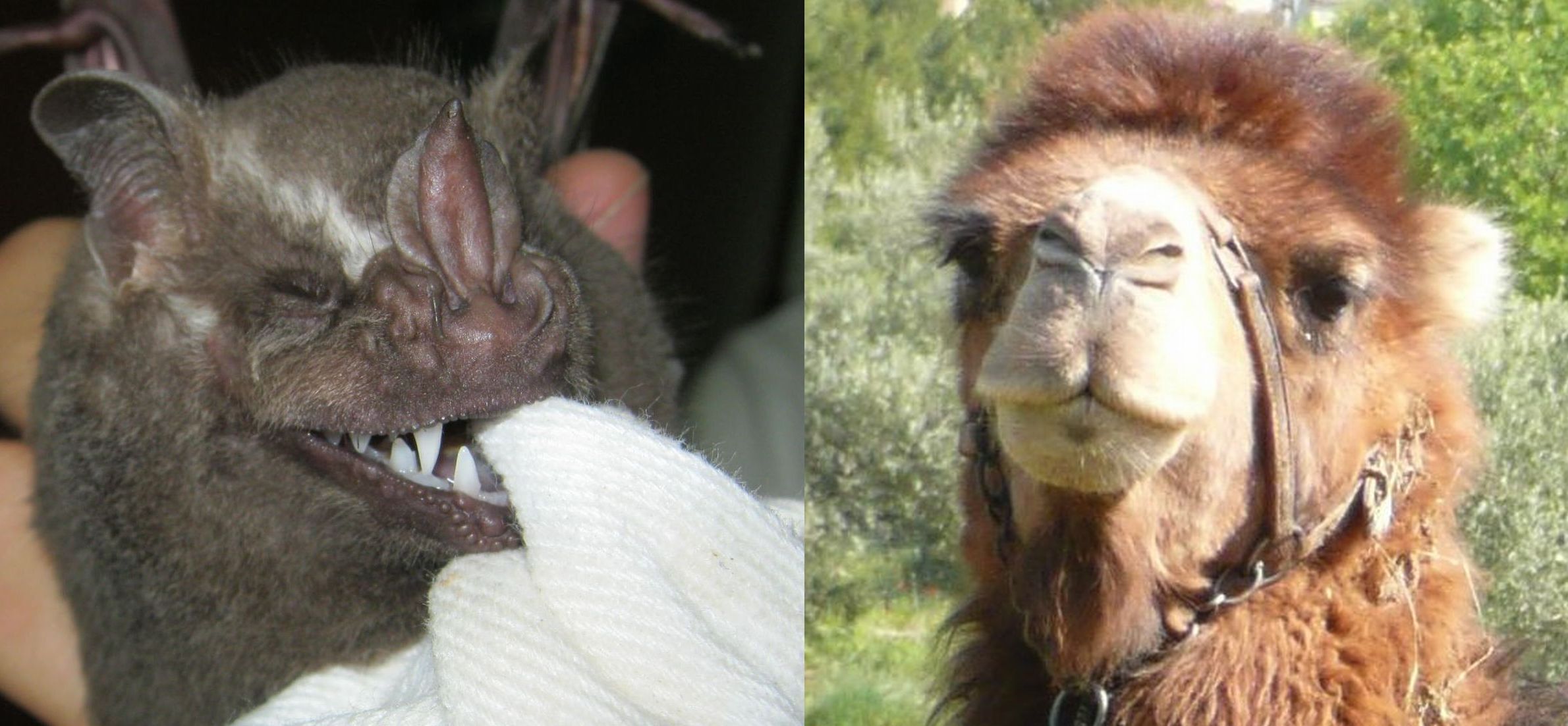 | /Wikimedia Commons