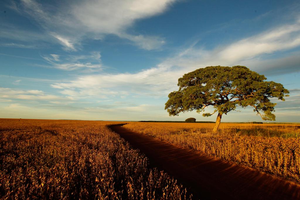 O evento ocorre desde a safra 2008/09 com o objetivo de incentivar os produtores a aumentar suas médias de produtividade. | Daniel Castellano/Gazeta do Povo