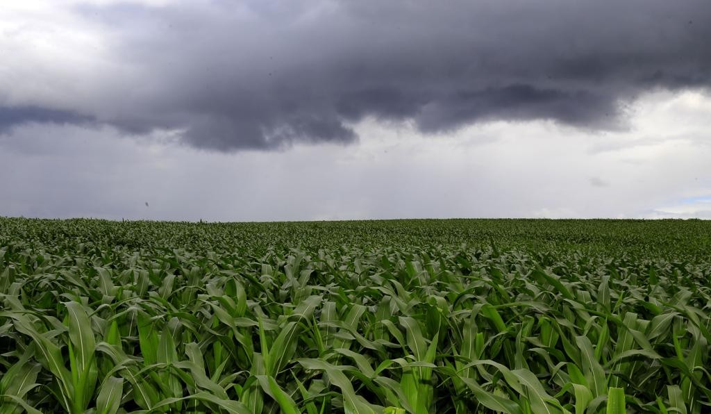 Produto Interno Bruto (PIB) da agropecuária no primeiro trimestre de 2016 caiu 3,7% comparado com igual período de 2015