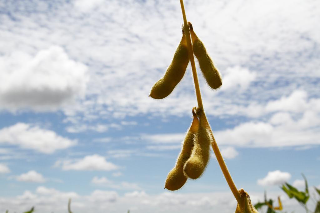 A utilização do glifosato é reivindicada pelos grandes produtores agropecuários europeus e pelo seu principal sindicato, Copa-Cogeca | Arquivo/Gazeta do Povo
