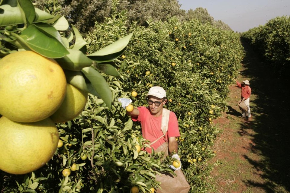 Valor Bruto da Produção da laranja no Paraná é o mais alto em 10 anos