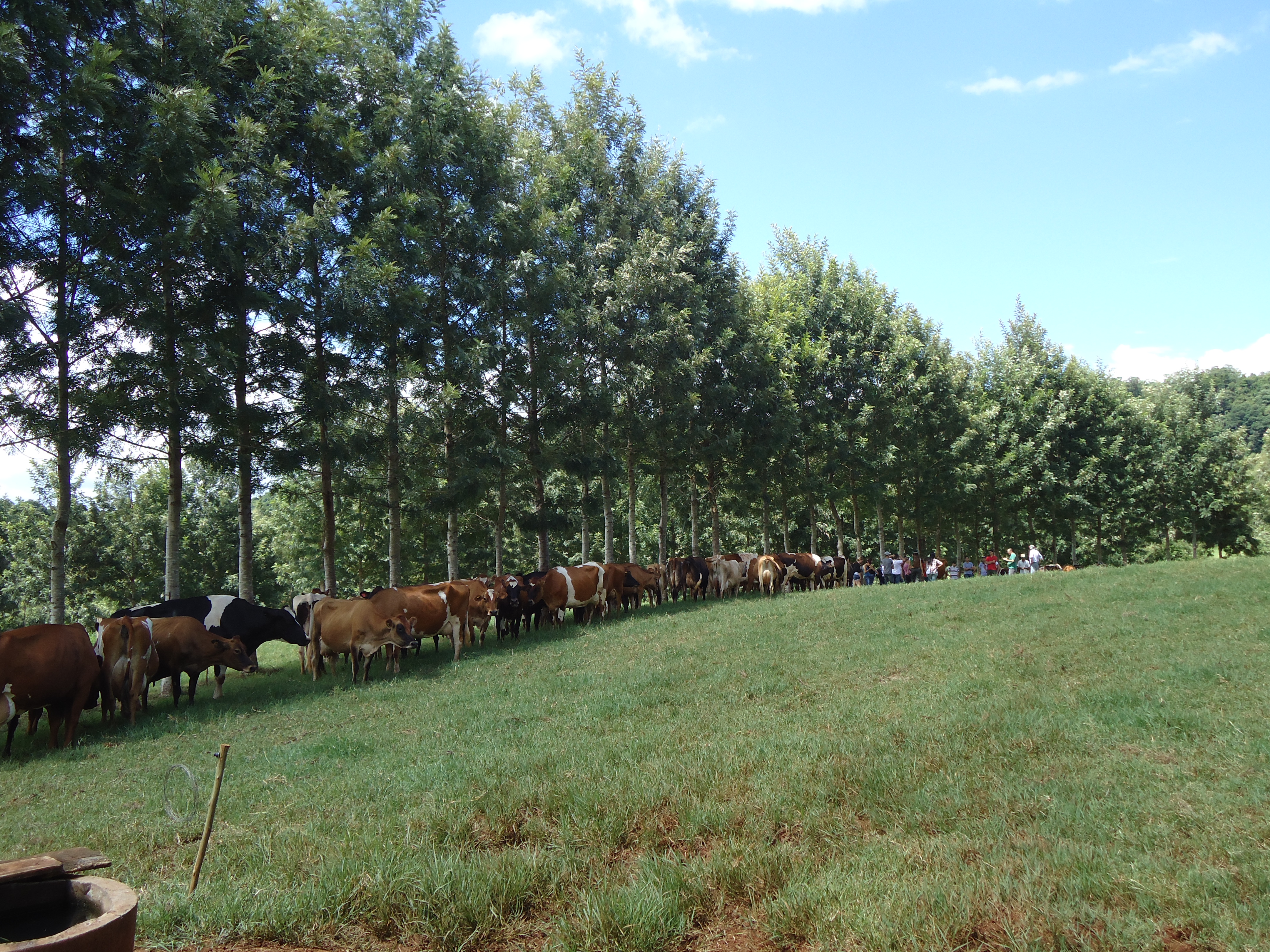 Condomínio Pizzolatto funciona no sistema de Integração Lavoura Pecuária Floresta | José Nunes Vieira/Emater