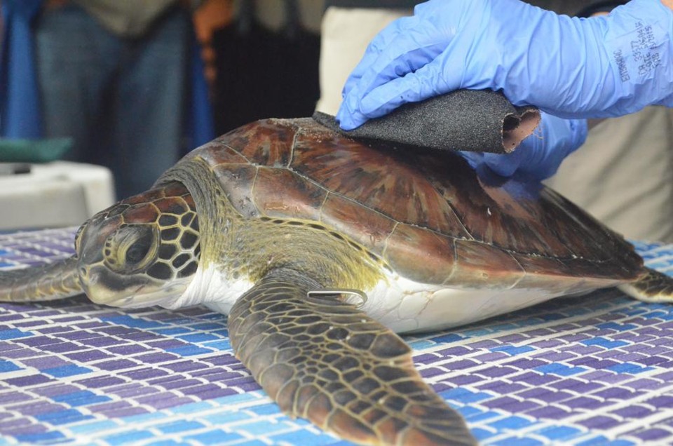  | Débora Mariotto Alves/Gazeta do Povo