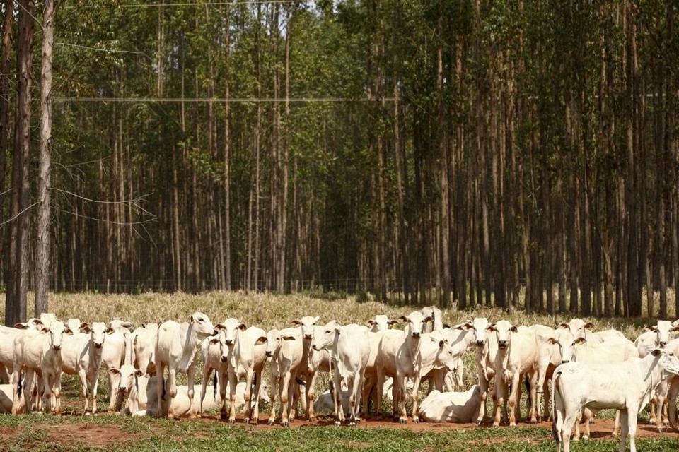 A principal finalidade é atestar a produção de bovinos de corte em sistemas com a introdução obrigatória de árvores | HUGO HARADA/HUGO HARADA