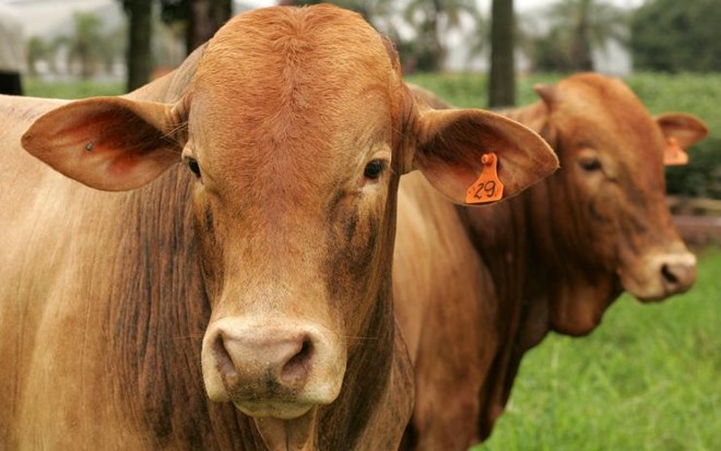 O Paraná tem o décimo maior rebanho do país, com 9,2 milhões de cabeças, o que representa 4,3% do total do Brasil | HUGO HARADA/HUGO HARADA