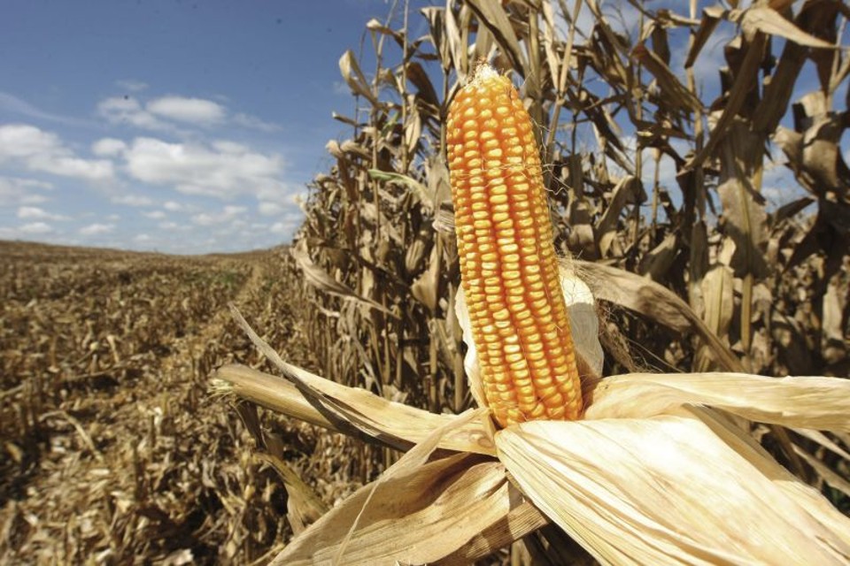 Vendedor foi preso porque não tinha como comprovar de onde comprou o alimento. | Arquivo/Gazeta do Povo