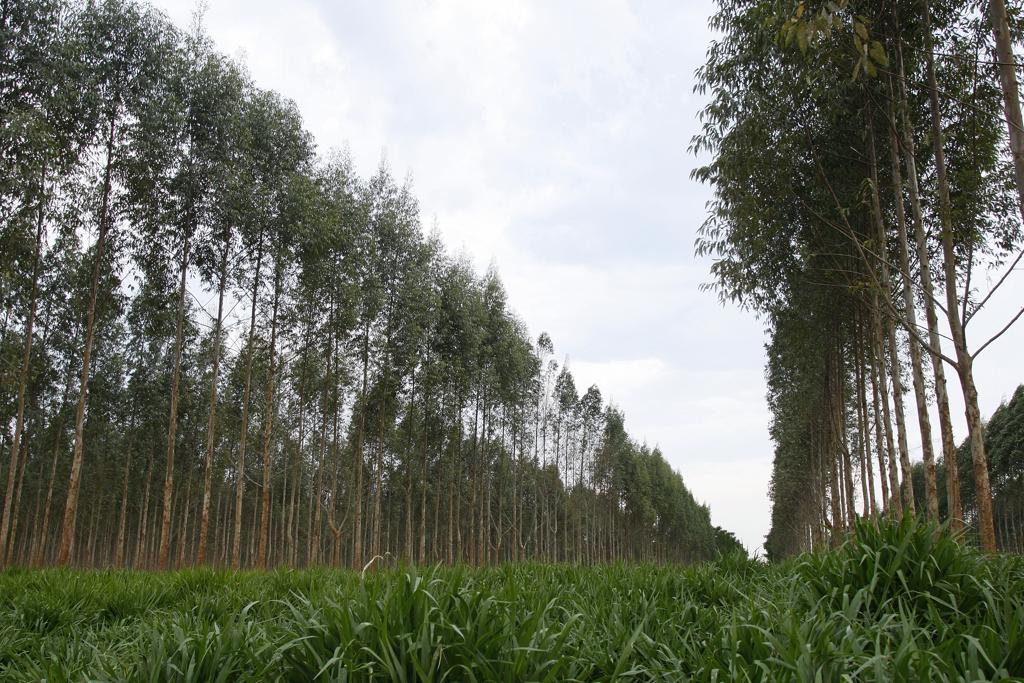 Todos os produtores rurais têm até o dia 31 de dezembro de 2017 para enviar as informações das propriedades para o Serviço Florestal Brasileiro | HUGO HARADA/HUGO HARADA