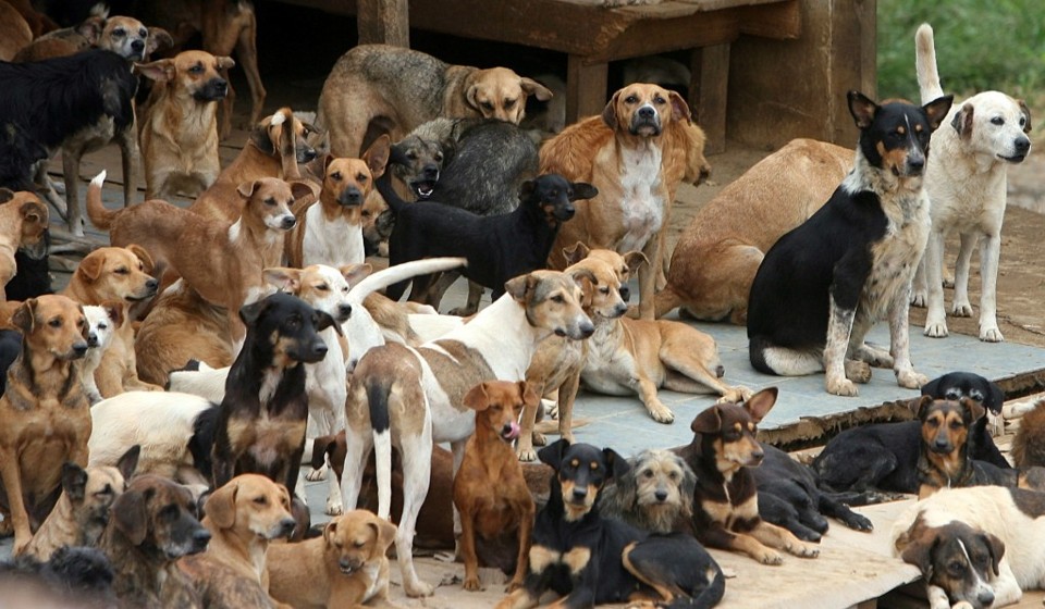 Para desembargadores, é preciso se readequar sobre a criação dos cachorros porque , segundo o Código Civil, vizinhos têm direito de cessar interferências que prejudiquem o sossego , a saúde ou a segurança (imagem ilustrativa). | Herderson Alves/Gazeta do Povo