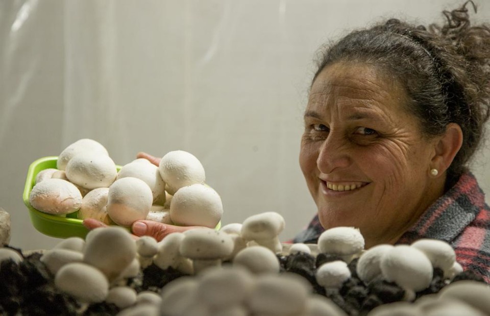 A produtora Marli Hannesch transformou o ganha pão em uma terapia | Hugo Harada/Gazeta do Povo
