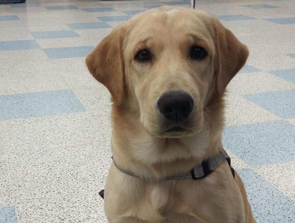 Darling não pôde  circular pelo estabelecimento | Daiane Correa