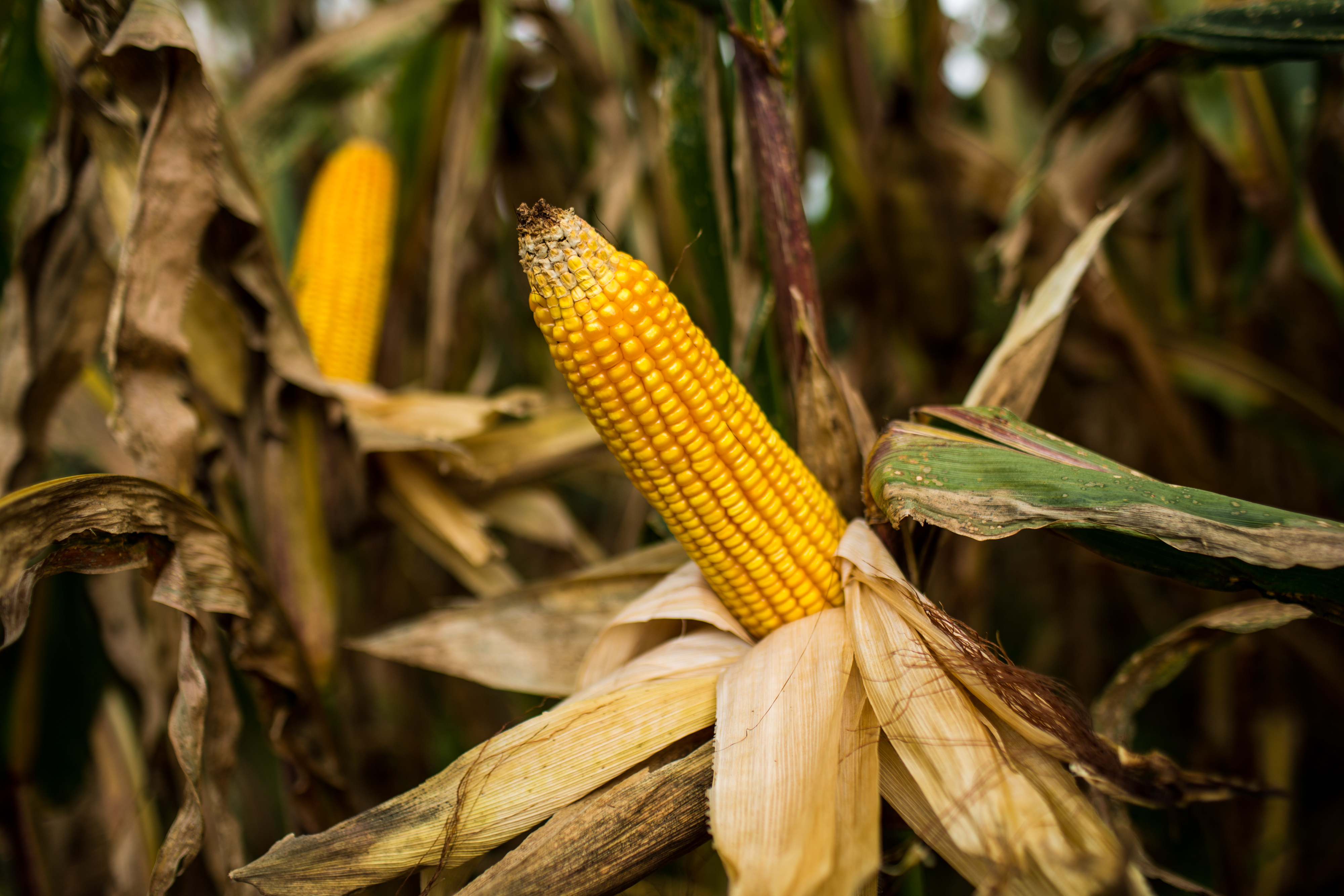 Produtividade menor acende alerta de escassez na  entressafra. | Brunno Covello/Gazeta do Povo