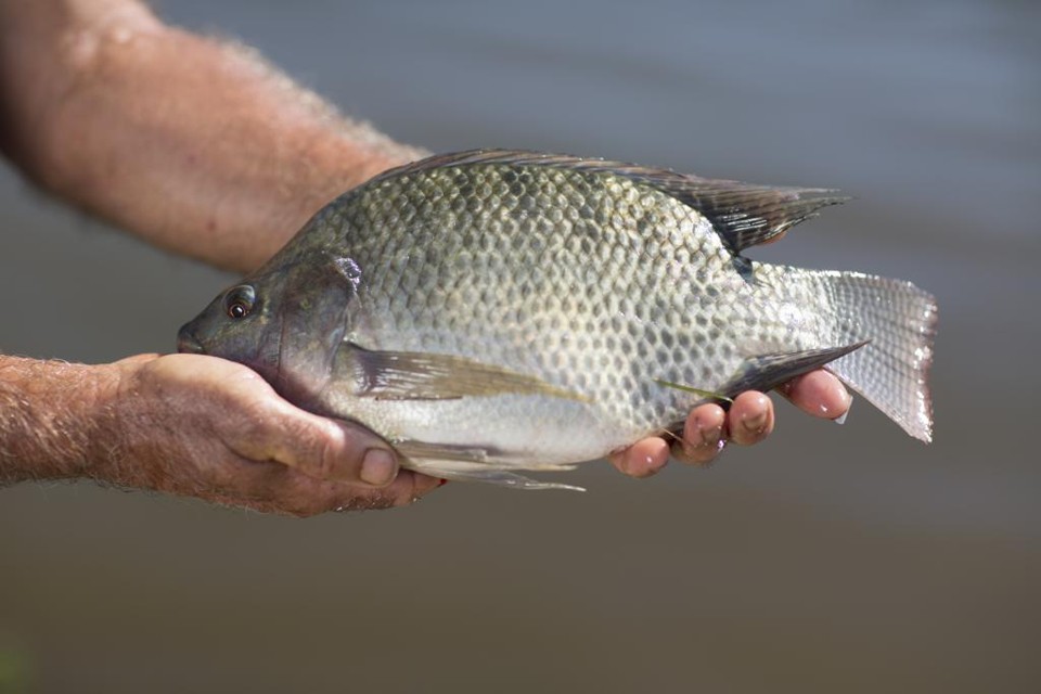 O Paraná produziu 91 mil toneladas de pescado em 2015. Um aumento de 19%. | Divulgação