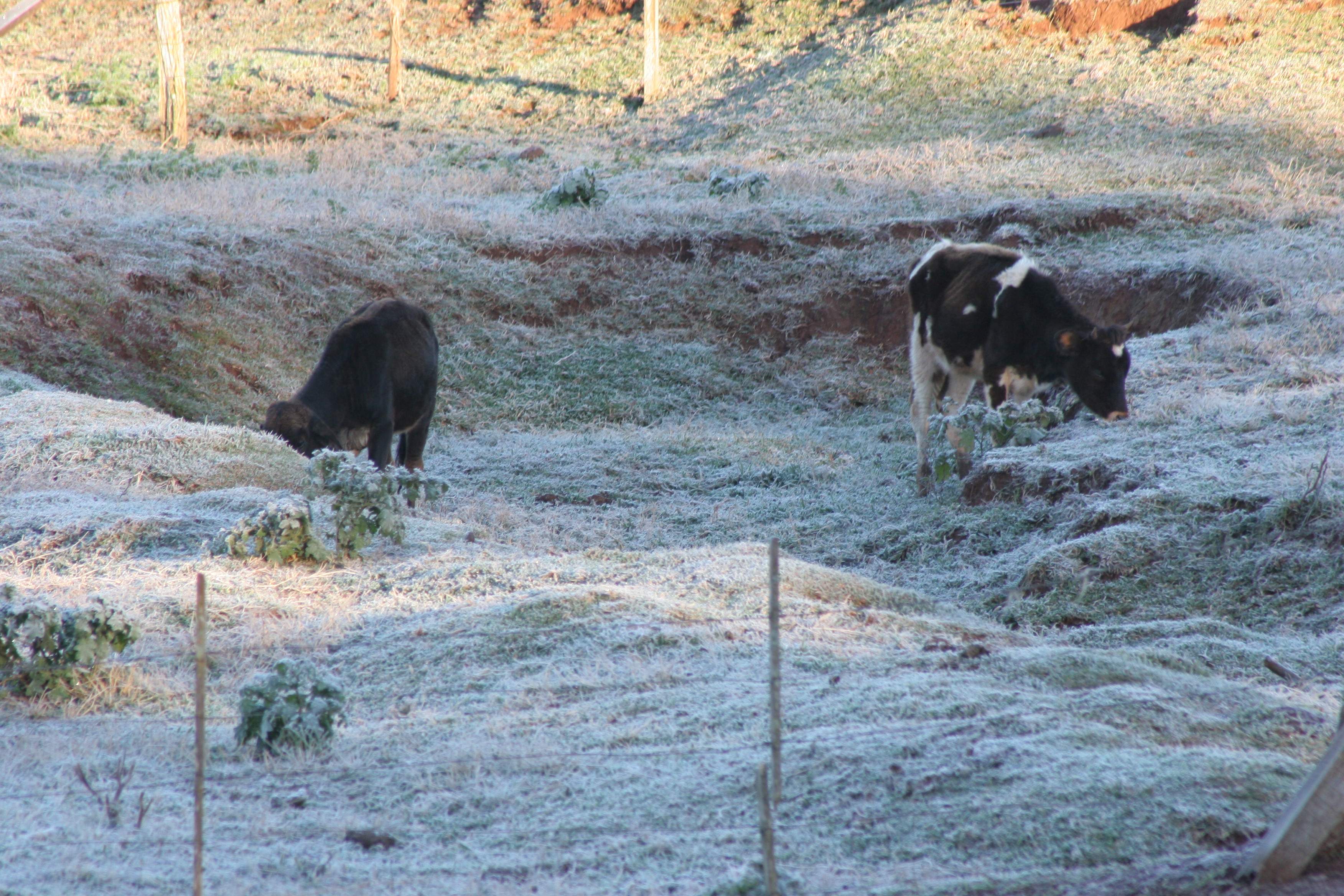 Quinta-feira (9) será de temperaturas ainda mais baixas em todo o Paraná. | AILTON SANTOS/AILTON SANTOS