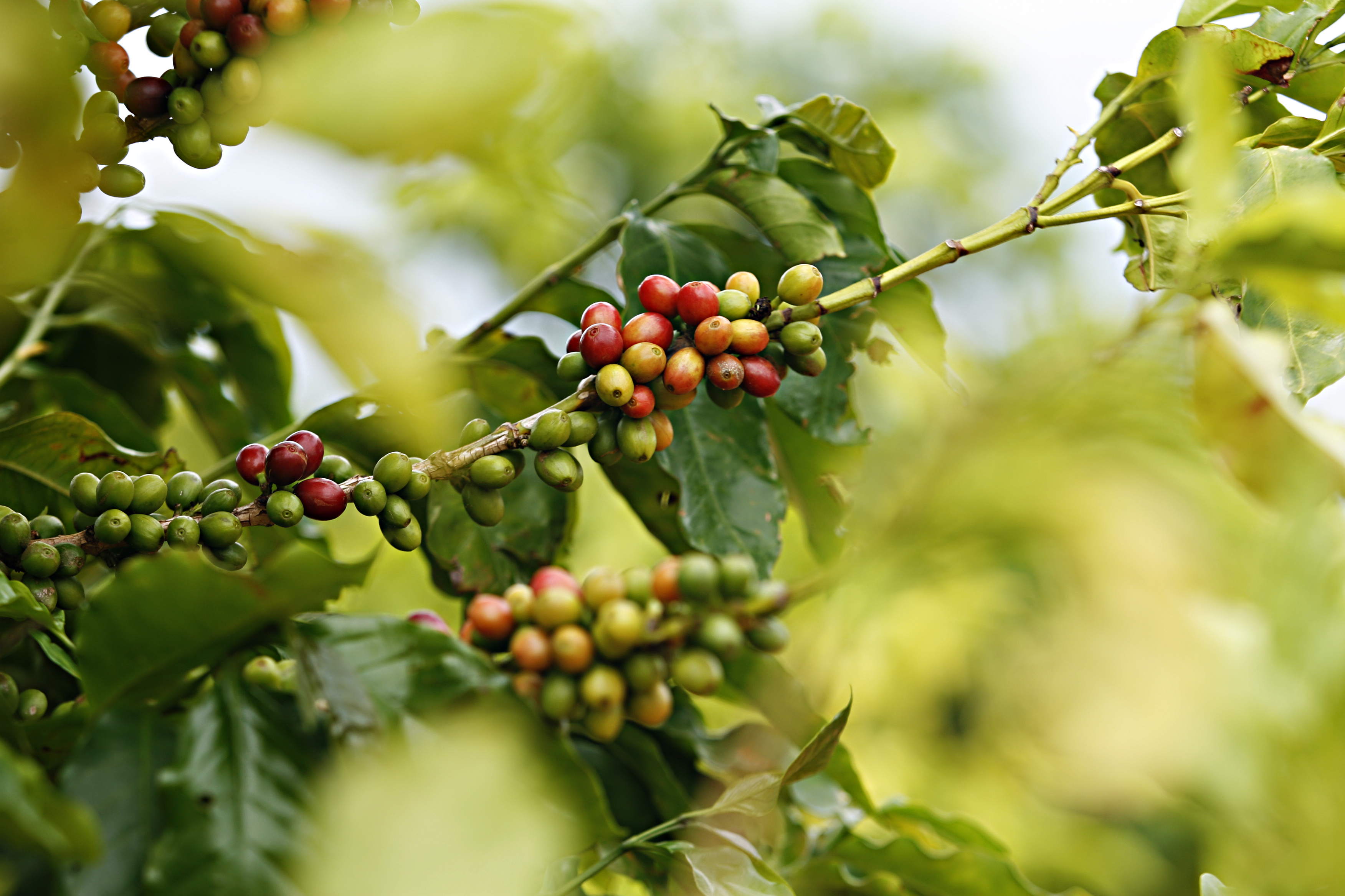 | Josue Teixeira/Gazeta do Povo