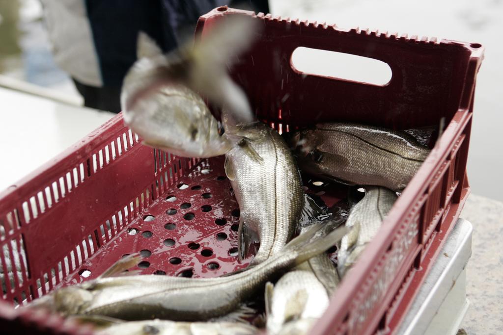 O acordo, que pretende “prevenir, dificultar e eliminar a pesca ilícita, não declarada e não regulamentada”. | Antônio More /
Gazeta do Povo