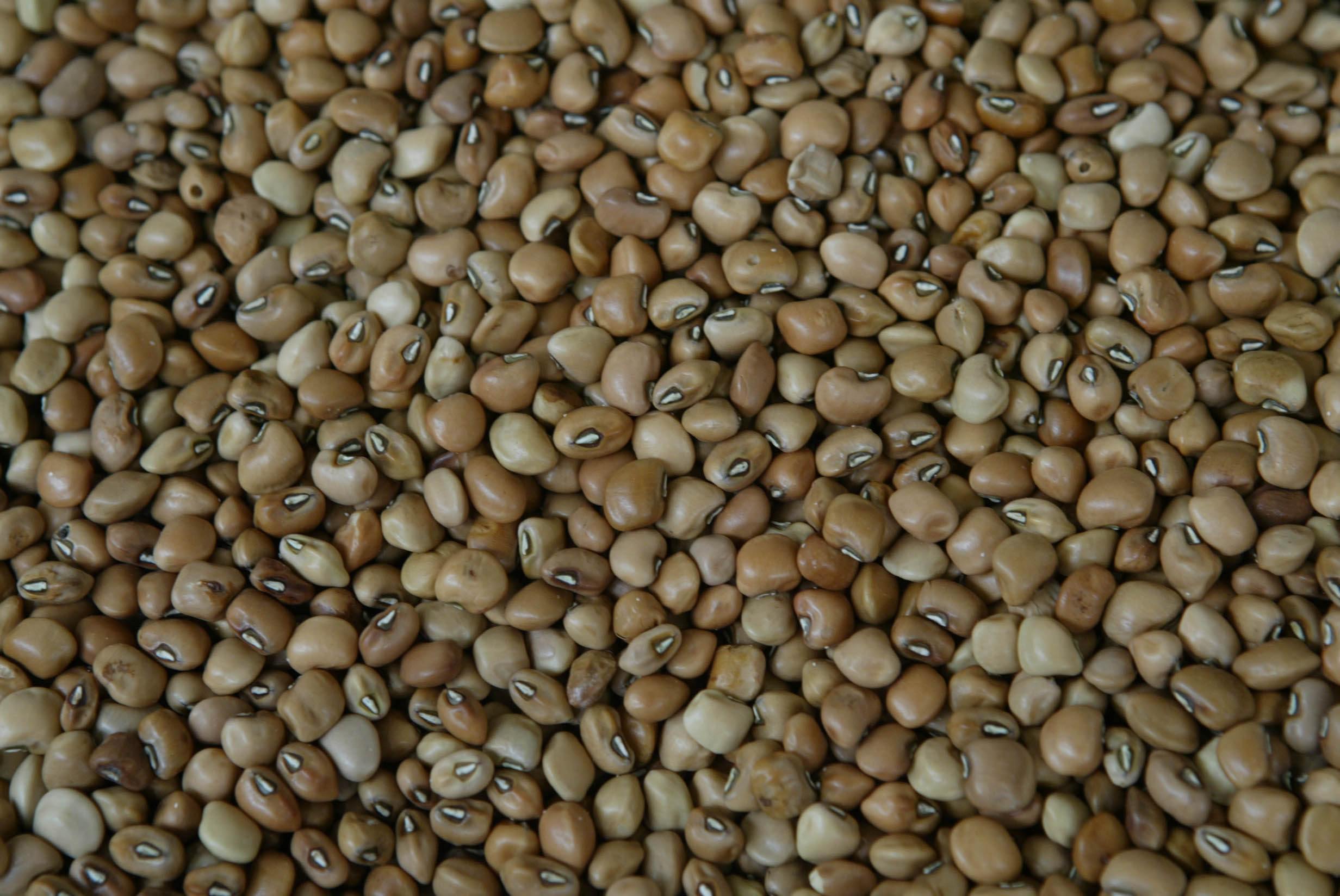 Produtos que compõem a dieta básica da população, como o feijão, refletem rapidamente no orçamento doméstico | ANIELE NASCIMENTO/ANIELE NASCIMENTO