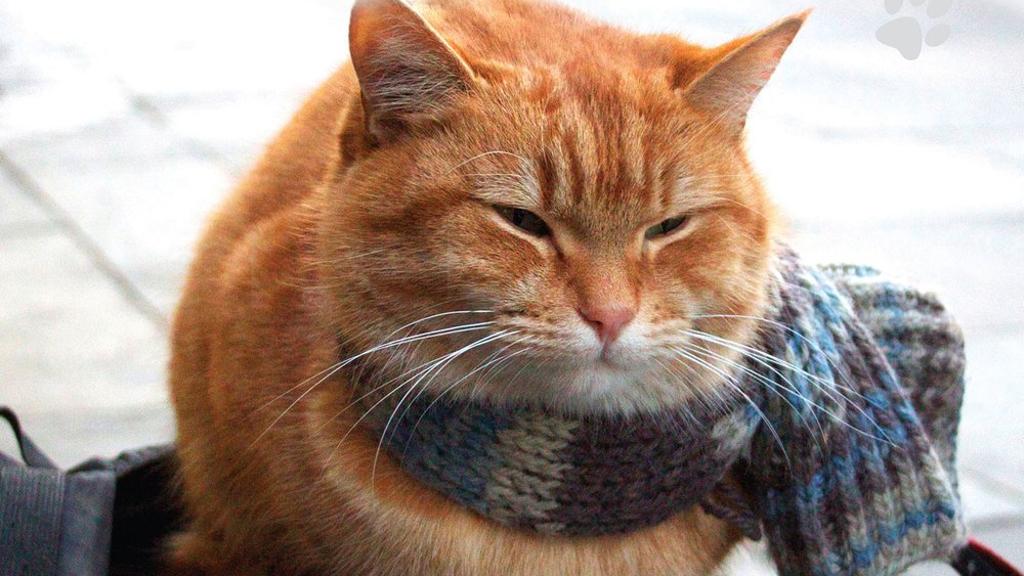 Felino interpreta ele mesmo em longa-metragem que estreia em novembro no Reino Unido. | /Divulgação