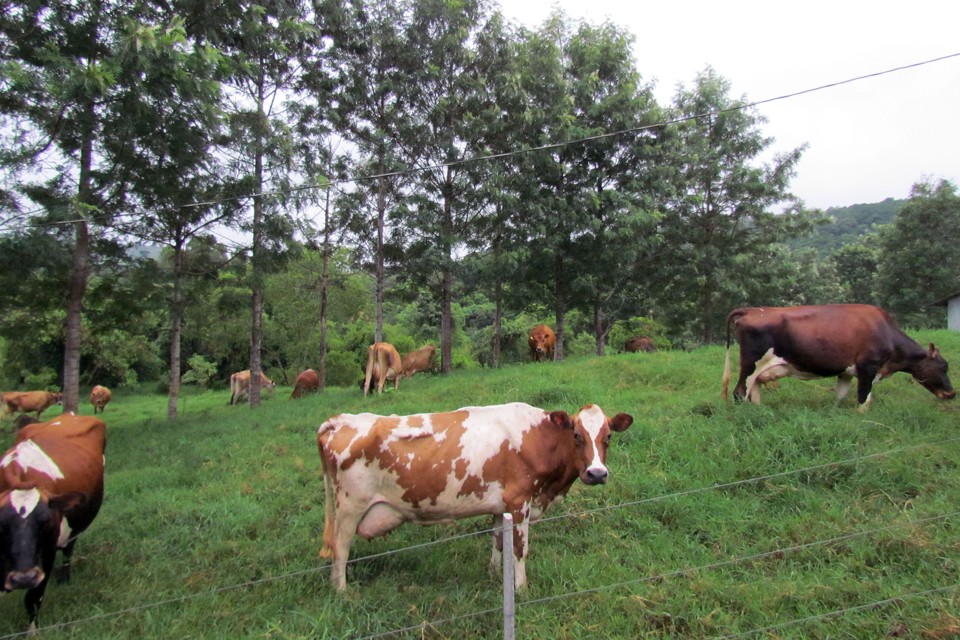 Investimento em tecnologia na cadeia produtiva do leite aumenta produtividade e reduz custos de produção. | Agência Estadual de Notícias/Divulgação