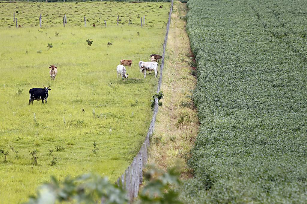 Ao integrar as atividades, evita-se a necessidade de desmatamento de novas áreas para o aumento da produção | Albari Rosa/Gazeta do Povo