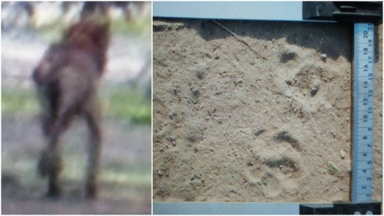 O bicho estranho foi fotografado a distância, na última segunda-feira, 21, pelo inglês Flavio Ford, que acompanhava o engenheiro agrônomo João Marcelo Elias em um trabalho ambiental na região. | Reprodução/