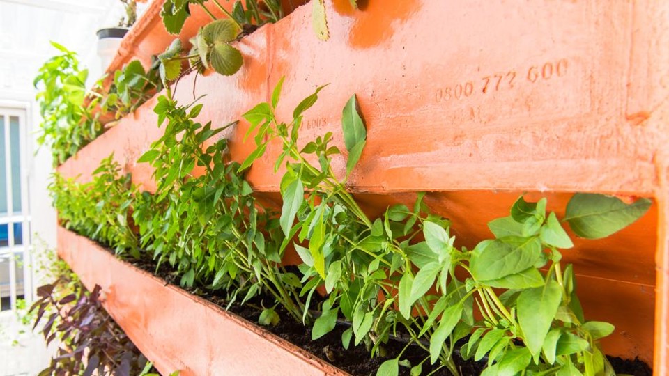 Manter uma horta em casa protege das altas dos preços dos alimentos. | Fred Kendi/Arquivo/Gazeta do Povo
