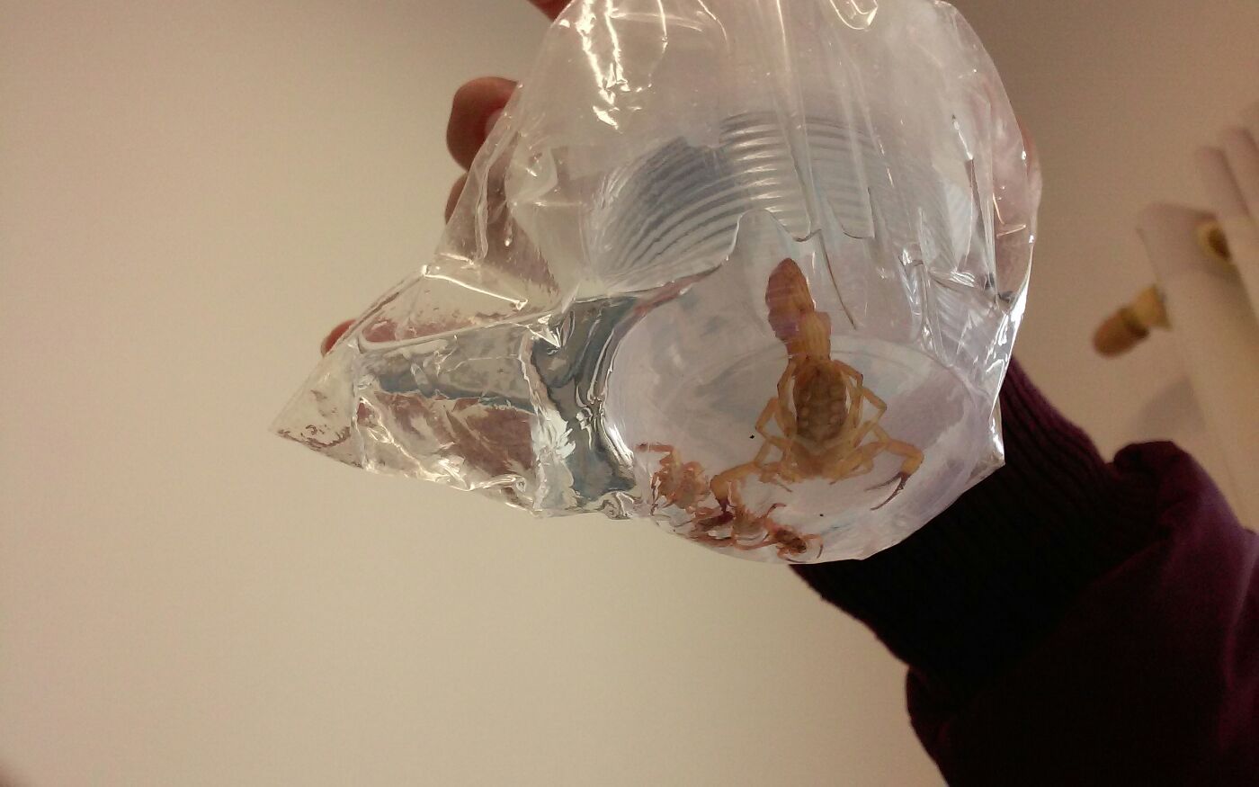 Escorpião encontrado em local onde se armazenava a merenda que seria servida a alunos de uma das escolas | TCE-SP/Divulgação