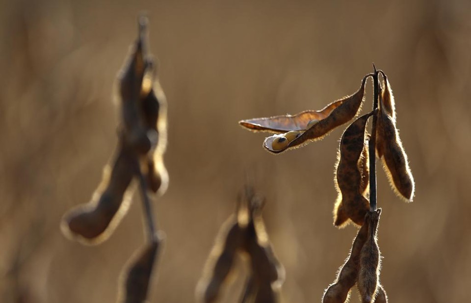 Caso constatada a presença de plantas vivas de soja o responsável será autuado e a multa pode variar de R$ 8.565 a R$ 15.413 | Jonathan Campos/Gazeta do Povo