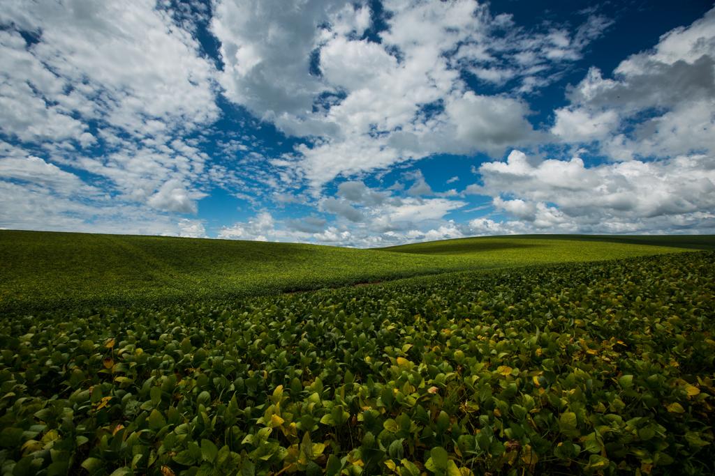 Em 2014, uma portaria interministerial da AGU e do Ministério do Desenvolvimento Agrário autorizou apenas o registro de imóveis agrícolas adquiridos até 2010, mas não liberou novas aquisições | Brunno Covello/Gazeta do Povo