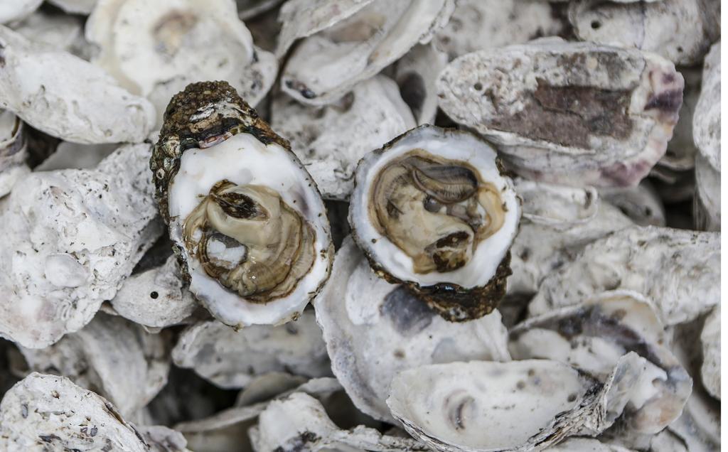 Para fortalecer a maricultura, a Secretaria da Agricultura, Cidasc e setor produtivo constituíram dois grupos de trabalho, que poderão sugerir melhorarias nas normativas e a criação de mecanismos para apoio aos maricultores. | Jonathan Campos/Gazeta do Povo