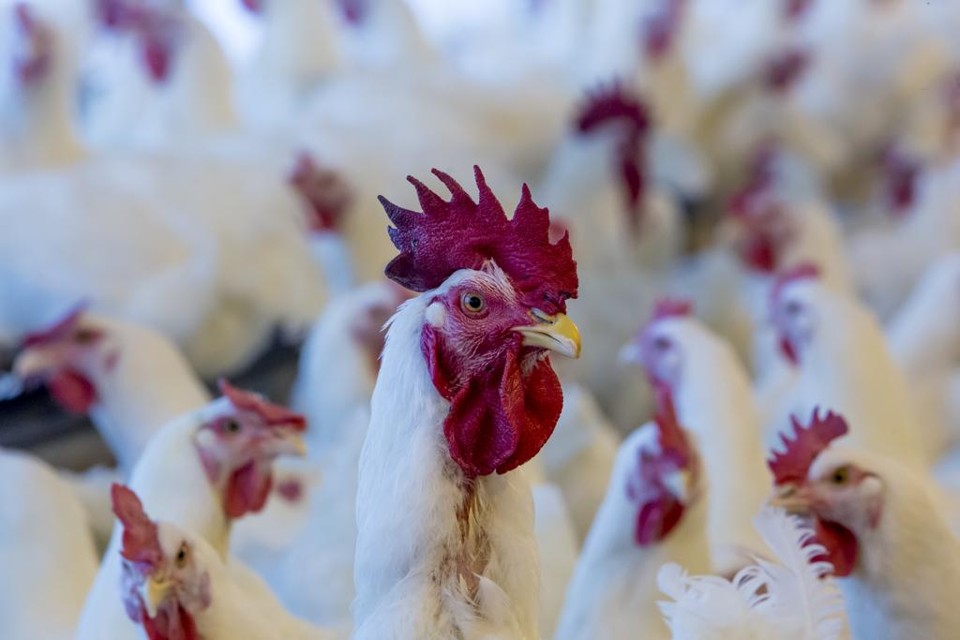 De acordo com o Sindiavipar, 737,4 milhões de cabeças de frango já foram abatidas de janeiro a maio de 2016, 11,8% mais do que no mesmo período do ano passado | Lineu Filho/Lineu Filho/Gazeta do Povo